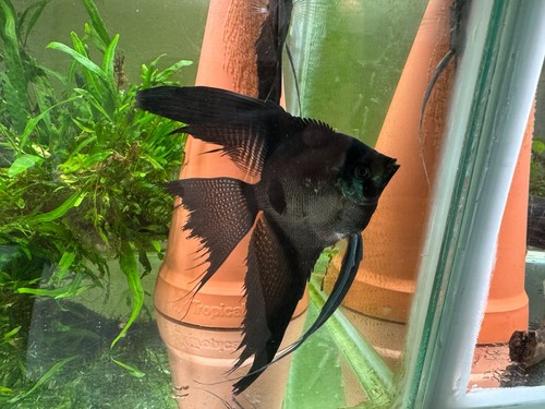 Nice proven veiltail pinoy - nice,