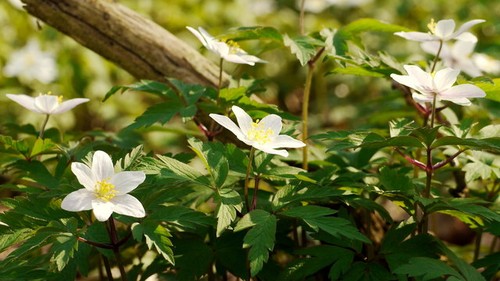 Photo 6x4 anemone - photo, nemorosa
