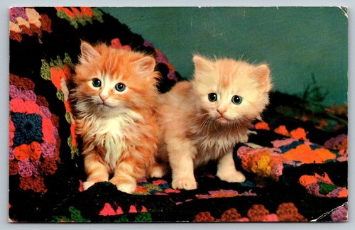 Beautiful kittens cats 1967 - ,