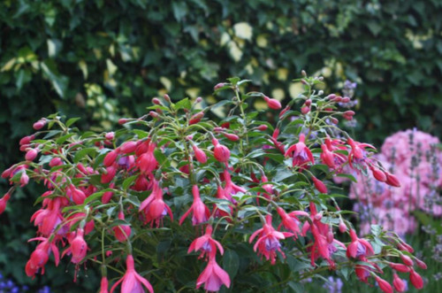 Hardy fuchsia plant - hardy,