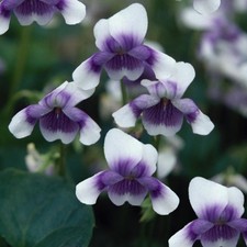 Viola hederacea plug plants