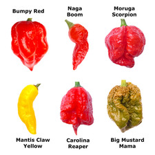 Worlds HOTTEST Chilli - 24