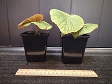 Begonia Torsa - Two 9cm Pots -