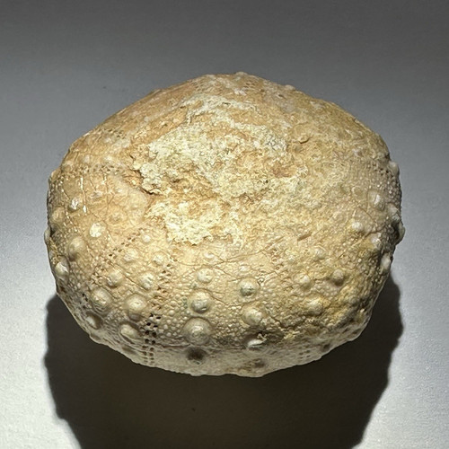 Echinoid sea urchin fossil - echinoid,