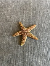 Starfish model toy - starfish,