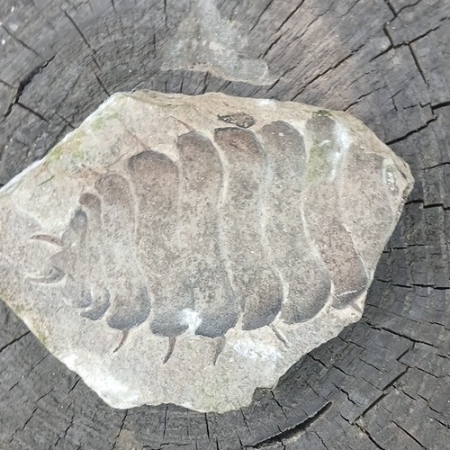 Trilobite fossil specimen - trilobite, in