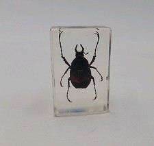 Real Antler Horned Beetle