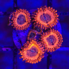 ECC Volcanic War Zoanthid *