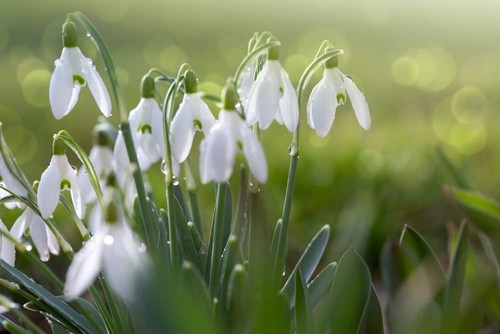 Spring bulbs snowdrop - bulbs,