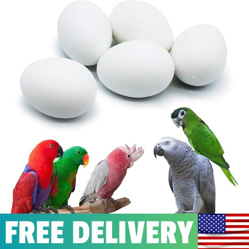 Pcs hatching eggs - pcs, for