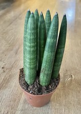 Sansevieria cylindrica