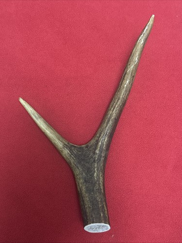 One piece deer antler y - one,