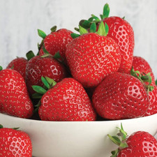 Strawberry 'Marshmello' Fast