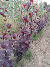 English grown grafted prunus