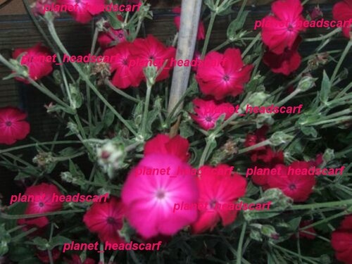 Lychnis purple rose - lychnis,