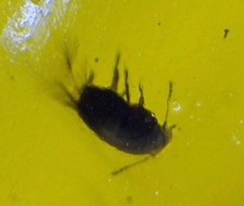 Natural dominican amber - natural,