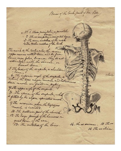 Vintage anatomy skeleton wall - anatomy,