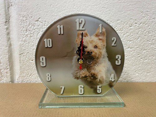 Yorkshire terrier yorkie - yorkshire,