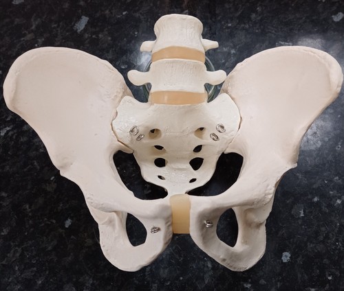 Teaching medical model pelvis - model,
