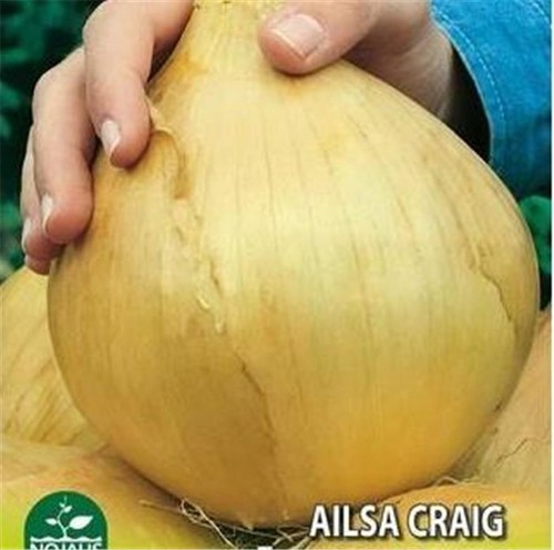 Onion giant ailsa - giant,