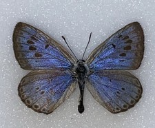 A rare large Blue Butterfly