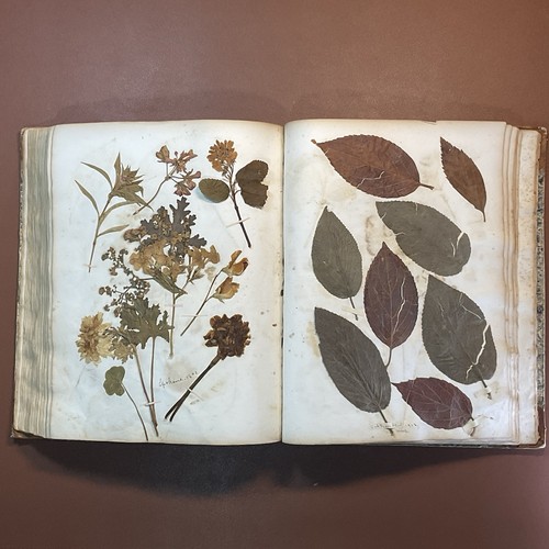 Antique herbarium plant - antique,