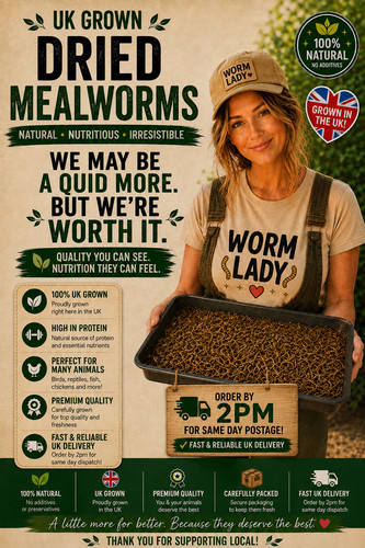 Dried mealworms grown - dried,