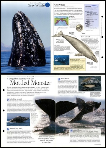 Grey whale aquatic mammals - #2,