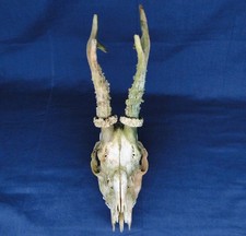 Roe Deer/Buck Skull and/with
