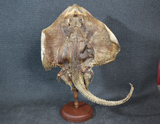 Black Stingray fish Ray