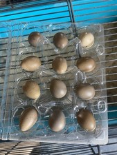 12 x Chinese Button Quail Eggs