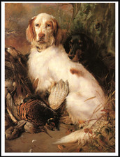 ENGLISH AND GORDON SETTER DOGS
