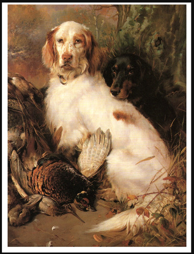 English and gordon setter dogs - english,