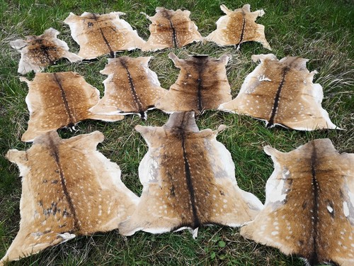 Fallow deer bambi - fallow,
