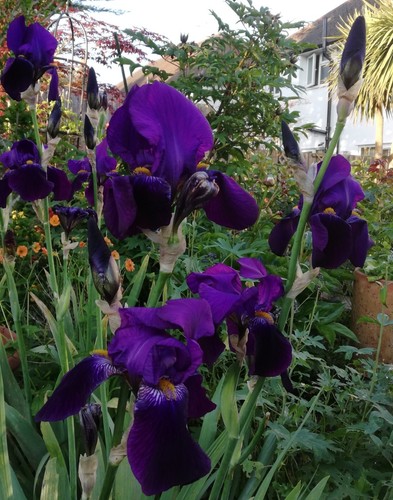 Iris germanica spring - -r,