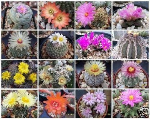 Exotic cactus collection - exotic,