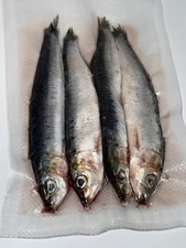 Sardines- 15 Packets of 4 fish - Sea/Pike Fishing Frozen Dead Bait. 
