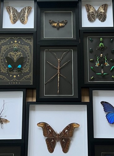 Framed large stick insect - framed,