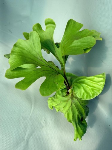 Platycerium ridleyi var - ridleyi, var.