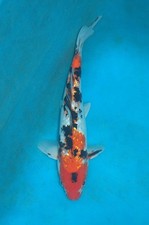 12" Gin Rin Sanke Koi Carp A*