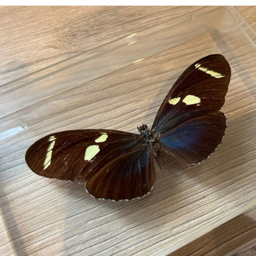 Mounted heliconius sara - mounted,