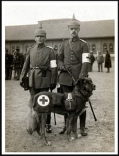 LEONBERGER RED CROSS WAR DOG