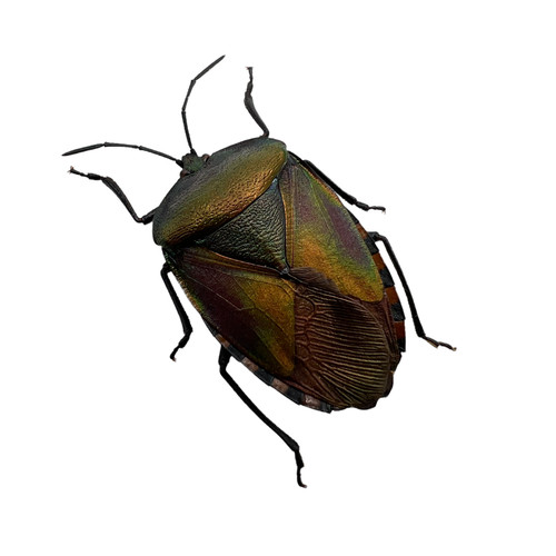The khayu shield - bug, (pycanum