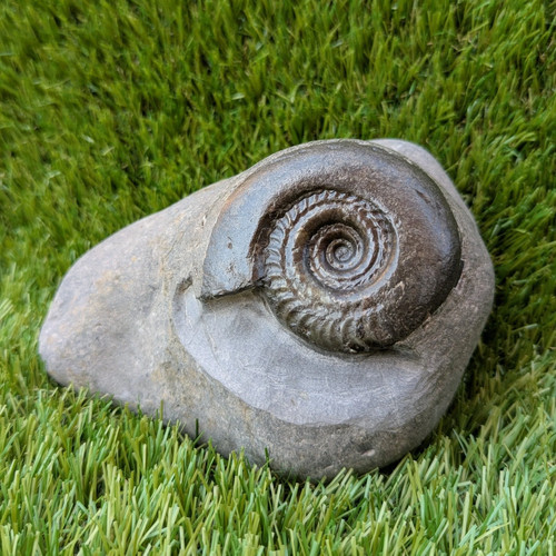 Large hildoceras ammonite - large,