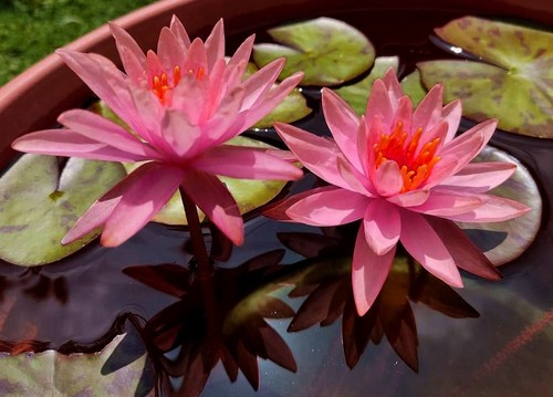 Nymphaea princess elizabeth - 'princess, elizabeth'