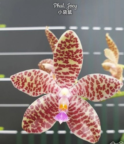 Phalaenopsis joey - phalaenopsis,