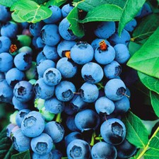 9CM BLUEBERRY BLUECROP PLANT POTTED GROW YOUR OWN BUSHES MID SEASON VARIETY