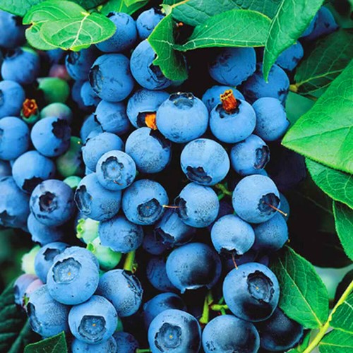 9cm blueberry bluecrop plant - 9cm,