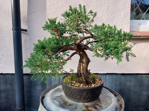San jose juniper bonsai - jose,