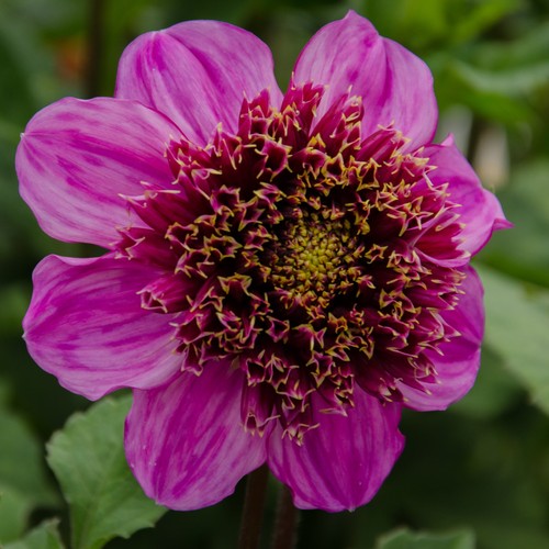 Dahlia tuber dad s - -, dad's